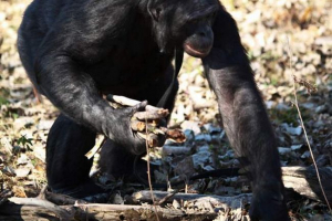Йти до природи? Візьміть майстер-клас на шимпанзе! Йти до природи? Візьміть майстер-клас на шимпанзе!
